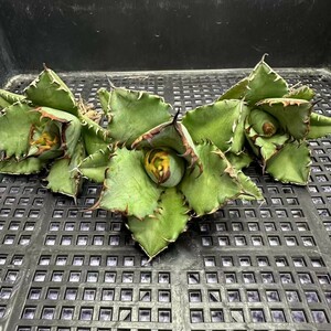 525アガベ チタノタ agave titanota姫巌龍 短葉 矮型 包葉型 強棘 3株同梱