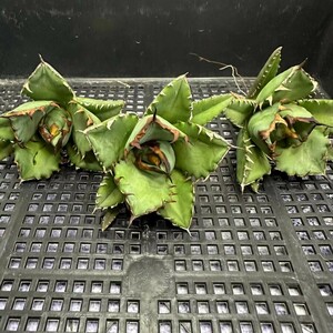 536 アガベ チタノタ agave titanota姫巌龍 短葉 矮型 包葉型 強棘 3株同梱