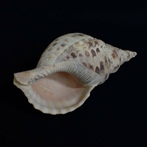 ★0508170 法螺貝 ホラ貝 大型 ほら貝 置物 雑貨 インテリア 骨董 オブジェ 全長約24.5cm ★の画像8