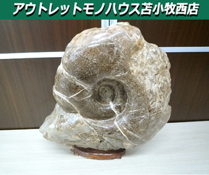 アンモナイト 化石 コレクション 観賞用 石 台座付き 横幅 約38cm 重量 約20Kg 中古 苫小牧西店