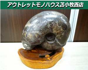 アンモナイト 化石 コレクション 観賞用 石 台座付き 横幅 約18cm 重量 約3Kg 中古 苫小牧西店