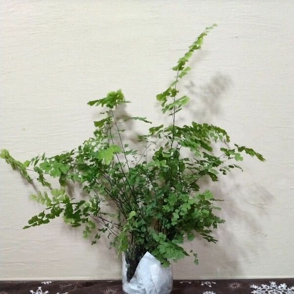 値下げ中　アジアンタム　 観葉植物　 抜き苗　48cm