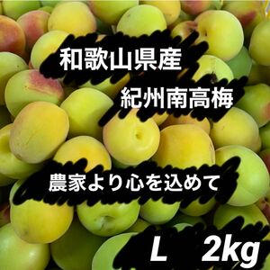 和歌山県産 紀州南高梅 Lサイズ 箱込み約2kg以上