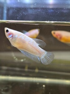 ベタ 3匹セット 自家繁殖 幼魚 イエローコイギャラクシー×ローズテール
