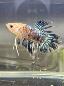  betta Crown tail chibi size * male . own breeding with translation 