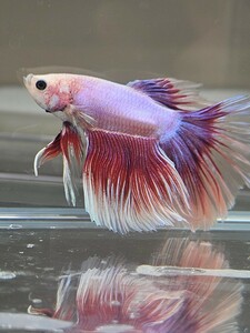  betta feather × Dumbo * male g11 own breeding half moon rose tail 