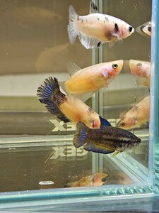 ベタ ちびちゃん 稚魚サイズ 4匹 ハーフムーン 自家繁殖