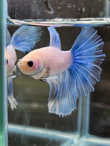 ベタ ハーフムーン 幼魚 オス ♂ 自家繁殖 グリッセル×フェザー 9