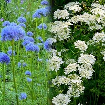 ギリア　カピタータ　20粒　花の種　種子　同梱可能　丸いポンポン　青い花　ブルーガーデン　青花　青紫　もこもこしたお花達　ピンポン花_画像7