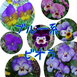 ビオラの種　30粒　ブルー系　花の種　種子　同梱可能　秋、春蒔き　青や紫のミックス　mix セット　ブルーガーデン　青い花　蒼い　涼しげ