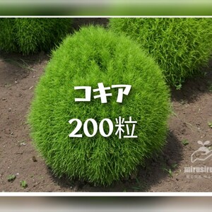 コキア 200粒　大量　種まき 同梱可能　沢山 ころんと丸い ふさふさホウキグサ ほうき 箒 花の種 紅葉 春夏蒔き グリーン