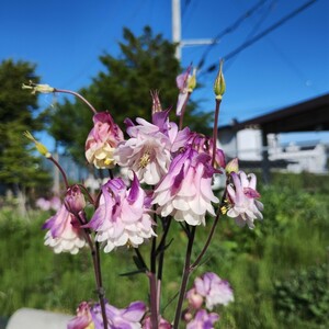 西洋オダマキ 10粒　同梱可能　花の種　種子　秋春蒔き　ふりふり咲き　ピンクペチコートのようなお花！