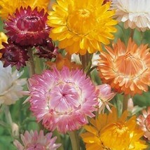 帝王貝細工　10粒　ピンクのみ　花の種　種子　同梱可能　ヘリクリサム　カサカサのお花　ドライフラワー　切り花向き　春蒔き_画像2