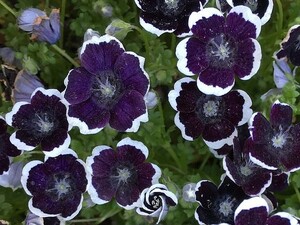 ネモフィラペニーブラック　10粒　種子　春秋蒔き　花の種　同梱可能　シックで大人花壇　上品　黒白