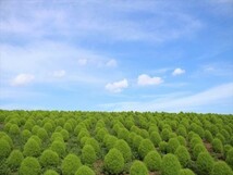 コキア　30粒　花の種　種子　同梱可能 ころんと丸い　ふさふさホウキグサ　グリーン　紅葉　春夏蒔き　ほうき　箒_画像2