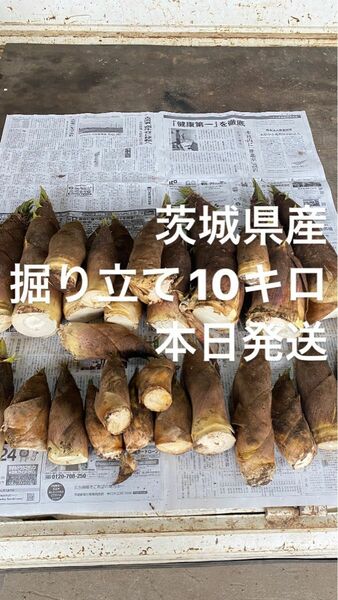 無農薬　天然　たけのこ　5月3日採り　10キロ　タケノコ　筍