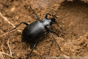 埼玉県　天然　クロカタビロオサムシ　標本用　2匹