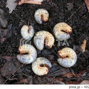 埼玉県 天然 カブトムシ 幼虫 150匹の画像1