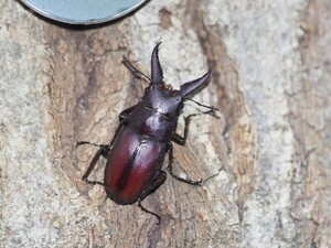 埼玉県　天然　ノコギリクワガタ　小歯　5ペア.