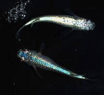 本陣メダカファームズ【ネプチューン】仔魚７匹+α（超極上種親画像）メダカ屋サバンナ様直系_画像1