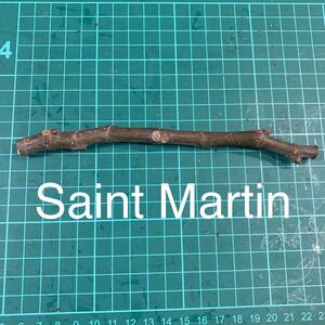 Saint Martin穂木　イチジク穂木 いちじく穂木 