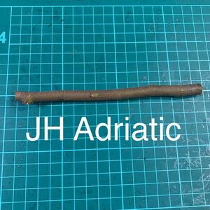 JH Adriatic穂木 いちじく穂木 イチジク穂木 