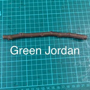 Green Jordan穂木　いちじく穂木 イチジク穂木 