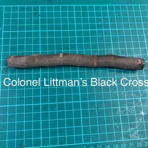 Colonel Littman’s Black Cross穂木　① いちじく穂木 イチジク穂木 