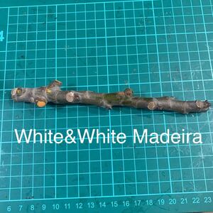 White&White Madeira穂木　いちじく穂木 イチジク穂木 