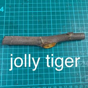 jolly tiger穂木 いちじく穂木 イチジク穂木 の画像1