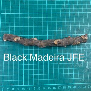 Black Madeira JFE穂木　イチジク穂木 いちじく穂木 