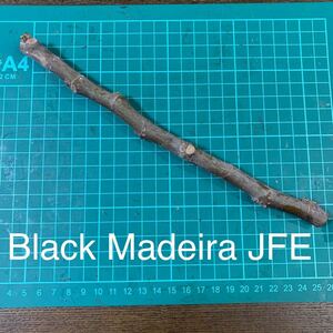 Black Madeira JFE 長い穂木　イチジク穂木 いちじく穂木 