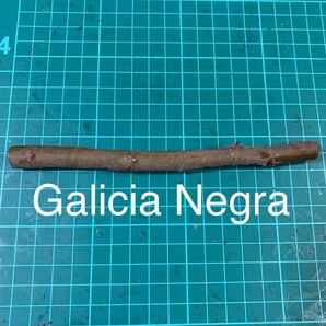Galicia Negra穂木 いちじく穂木 イチジク穂木 の画像1