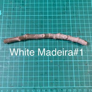 White Madeira#1穂木　① いちじく穂木 イチジク穂木 