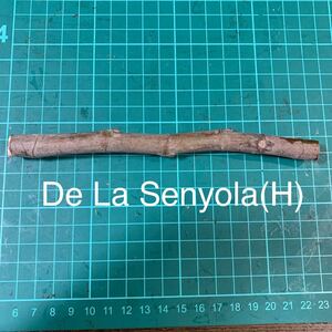 De La Senyola(H) 穂木　イチジク穂木 いちじく穂木 