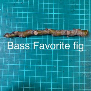 Bass Favorite fig穂木　イチジク穂木 いちじく穂木 