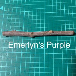 Emerlyn's Purple穂木　いちじく穂木 イチジク穂木 