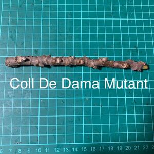  Coll De Dama Mutant穂木　イチジク穂木 いちじく穂木 