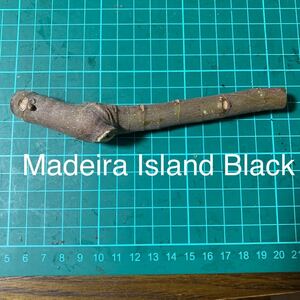 Madeira Island Black穂木　いちじく穂木 イチジク穂木 