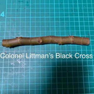 Colonel Littman’s Black Cross穂木　② いちじく穂木 イチジク穂木 