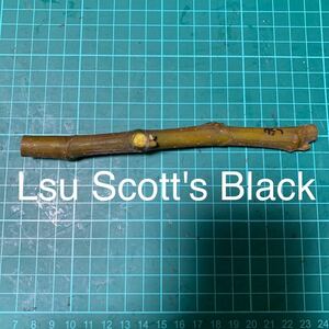 Lsu Scott's Black穂木　イチジク穂木 いちじく穂木 