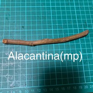 Alacantina(mp)穂木 イチジク穂木 いちじく穂木 