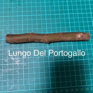 Lungo Del Portogallo穂木　イチジク穂木 いちじく穂木 