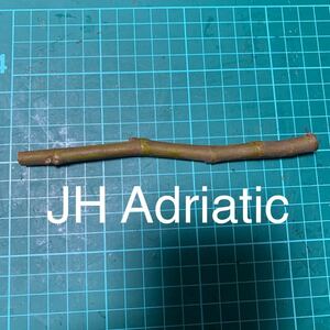 JH Adriatic穂木　イチジク穂木 いちじく穂木 