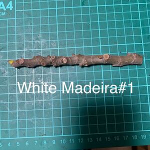 White Madeira#1穂木　③ イチジク穂木 いちじく穂木 