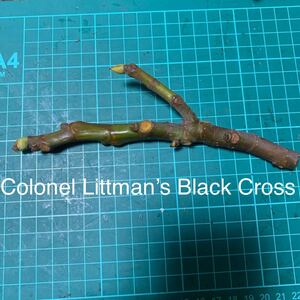 Colonel Littman’s Black Cross穂木　⑥ イチジク穂木 いちじく穂木 