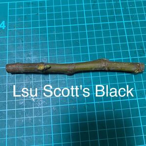 Lsu Scott's Black穂木　イチジク穂木 いちじく穂木 