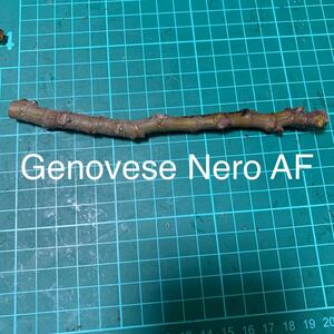 Genovese Nero AF穂木　イチジク穂木 いちじく穂木 