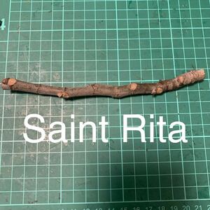 Saint Rita穂木　イチジク穂木 いちじく穂木 