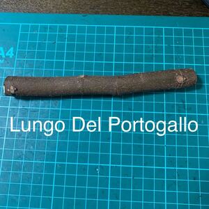Lungo Del Portogallo穂木　いちじく穂木 イチジク穂木 
